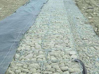 雷諾護墊技能特點 雷諾護墊技能特點